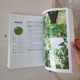 中国杏地方品种图志/“中国果树地方品种图志”丛书