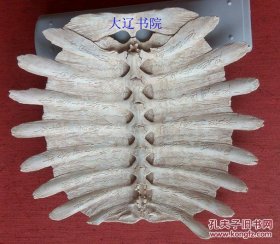 老龟壳甲骨文（殷商之物 刻75个字 一扇完整）