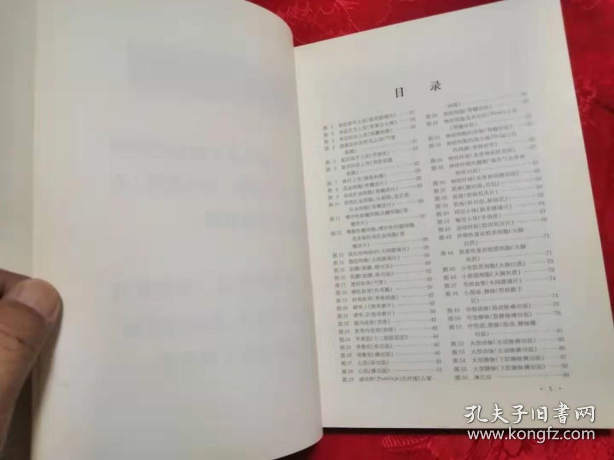 组织学图谱（显微镜彩色摄影）