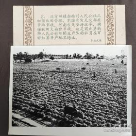 1959年，河南商丘县陈阁生产队社员在红薯地里培土