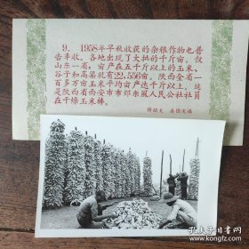 1958年，陕西省西安市东风公社，社员在干燥玉米