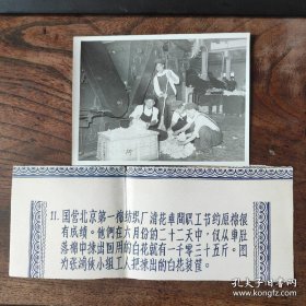 1955年，国营北京第一棉纺织厂清花车间职工节约原棉很有成绩。22天中仅从车肚落棉中捡回的棉花就有1035斤。图为张鸿侠小组工人在把捡回的落棉装筐（1201号）
