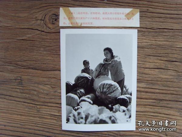 1973年，内蒙古二连浩特市，以前蔬菜靠外运，现在女社员收割自种的瓜菜