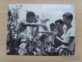 1958年，广东新会县五和乡周汉华（杂交水稻研究员，55年创造亩产750公斤和次年创造亩产826公斤的丰产纪录，比一般耕作的亩产高两倍有多。惜34岁英年早逝，不然成就当比肩袁隆平院士）