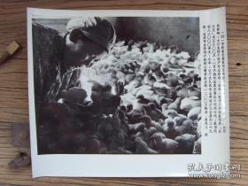 超大尺寸：1981年，吉林省长春市郊区奋进公社，养鸡专业户饲养的“白乐克”鸡