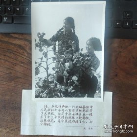 1959年，河北磁县临漳公社多桃棉大丰收，女社员在一颗长了13个果枝的棉株上树棉桃