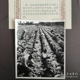 1959年，河南省襄城县开展烟叶超产运动，双庙公社社员管理二茬烟