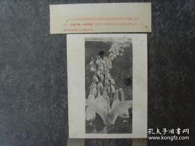 1972年，湖南武岗县，农民饲养的著名的“武岗铜鹅”