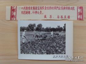 1956年，河南省安阳县富强农业社，社员在水淹地补种小麦