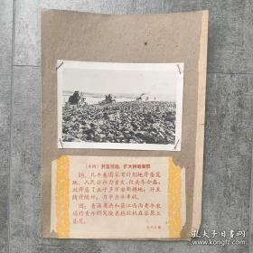 1960年，青海海南藏族州共和县，农场青年们驾驶拖拉机垦荒