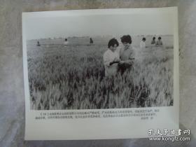 超大尺寸：1986年，唐山胥各庄农民在麦田选留种子