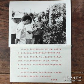 1982年，中科院专家在河南民权县听取当地种植果木，改造沙地的经验（1119号）