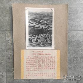 1959年，陕西省延安梁村公社社员们挖鱼鳞坑植树