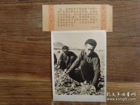 1960年，河北遵化县建明公社主任王国藩（全国著名劳模）同社员一起下地干活