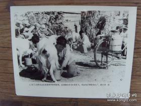 1983年，山东烟台文登县农民饲养的奶山羊