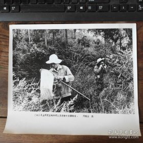 超大尺寸：1981年，中科院昆明动物研究所，昆虫研究室科学家野外采集标本