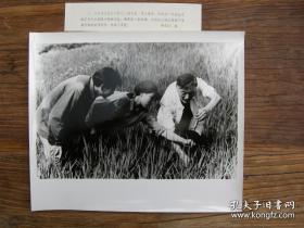 超大尺寸：1983年，陕西汉中市农科所副所长赵志杰（教授级高工，水稻专家）在丘陵地区进行水稻高产栽培实验