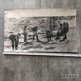 4开巨幅厚照片：1985年，甘肃开展植树造林工作，锁黄龙--武威古浪县人民种草治理沙漠（古浪孙寿令摄影）