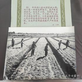 1959年，江苏常州金坛县环城公社，女社员在丰产田里劳作