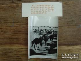 1962年，黑龙江大庆市红色草原牧场，放牧归来的优良品种马