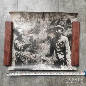 4开巨幅厚照片：1985年，甘肃开展植树造林工作，图为定西市临洮县荒山油松（临洮县文化馆田生成、孟淑琴摄影）