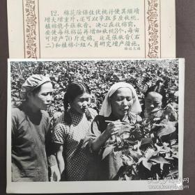 1959年，全国著名劳模、陕西渭南县植棉能手张秋香