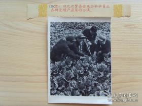 1960年，湖北云梦县金店公社，社员在研究增产蔬菜的办法