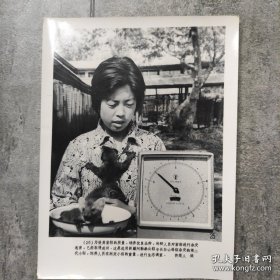 1981年，饲养员用电子称测定紫貂重量，进行生态调查