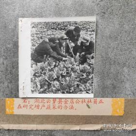 1960年，湖北云梦县金店公社，社员在研究增产蔬菜方法