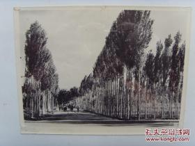 1964年，宁夏中卫县固沙林场培育的白杨林带，可有效治理沙漠