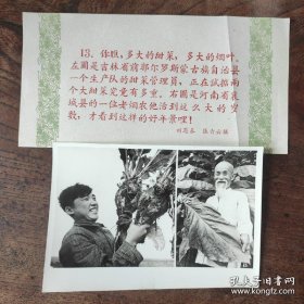 1958年，吉林省前郭尔罗斯县甜菜大丰收；河南省襄城县老烟农种出的巨大烟叶