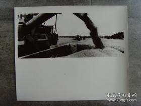 超大尺寸：1984年，河南省黄泛区农场收割小麦
