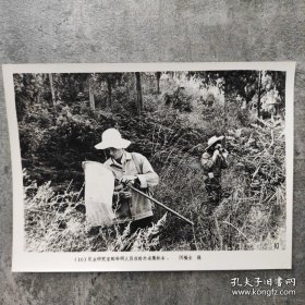 1981年，中科院昆明动物研究所，昆虫研究室科学家野外采集标本