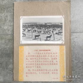 1960年，河北蔚县揣骨疃公社（现属阳原县）大力发展驴骡大家畜