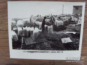 1983年，山东烟台长岛县南长岛村，渔民在打包腌晒好的鱼干