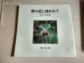 野の花秀 花の写真集