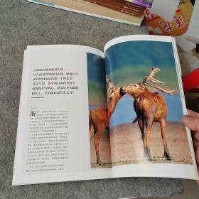 华夏地理杂志 中国物种调查特刊 谜之麋鹿