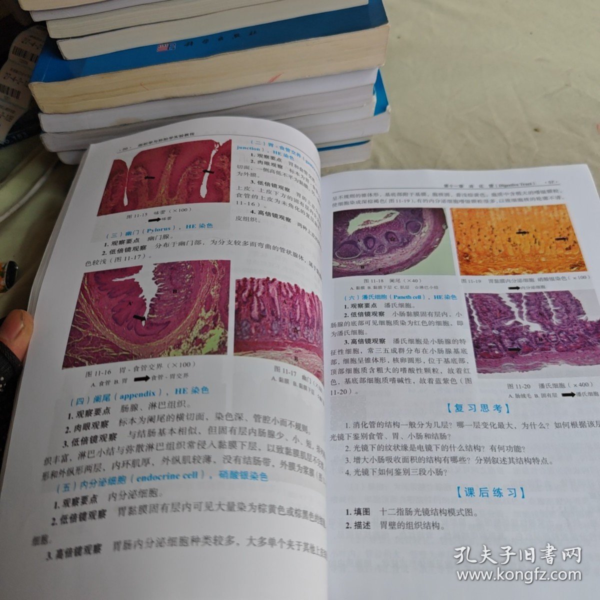 【正版二手书籍】 组织学与胚胎学实验教程 27-4-2-125