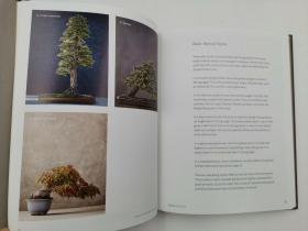 The Little Book of Bonsai: An Easy Guide to Caring for Your Bonsai Tree