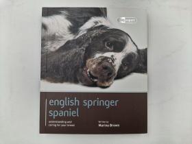 English Springer Spaniel: Dog Expert