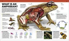 Knowledge Encyclopedia Animal!: The Animal Kingdom as you've Never Seen it Before