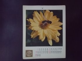 花月历片6