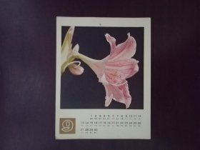 花月历片9