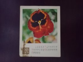 花月历片12