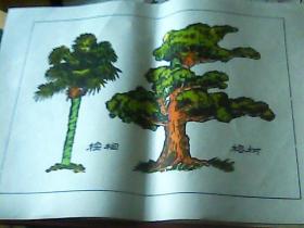 幼儿识图宣传画——棕榈树.榕树