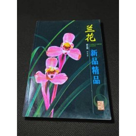 兰花新品精品