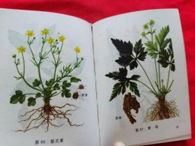 常用中草药图谱（前有毛主席和林彪题词，有中草药方，有彩色插图，1970年出版）D11