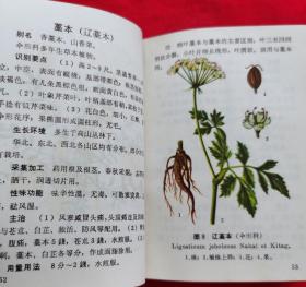 北方常用中草药手册（前有毛主席语录。有中草药方，彩色、黑白插图，1970年出版）64开本，无塑料封皮。请看描述，