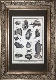 18世纪法国珍稀铜版画经典-百科全书博物史第62号海鞘