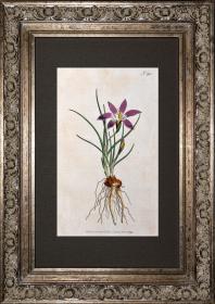 稀有1794年英国铜版画柯蒂斯植物265号-IXIA BULBOCODIUM